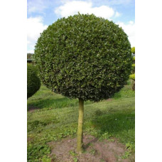 Самшит вічнозелений КУЛЯ на штамбі | Buxus sempervirens ball on shtambe | Самшит вечнозелёный ШАР на штамбе