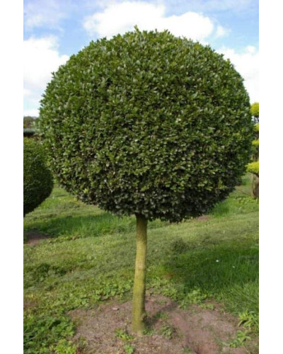 Самшит вічнозелений КУЛЯ на штамбі | Buxus sempervirens ball on shtambe | Самшит вечнозелёный ШАР на штамбе