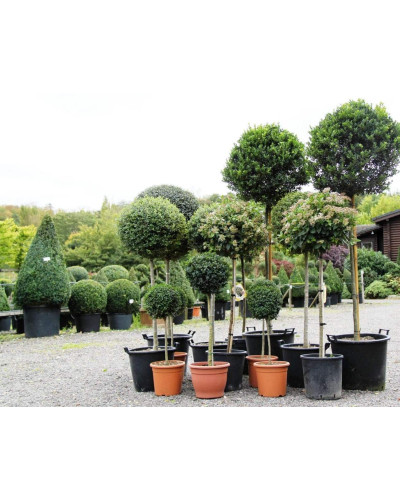 Самшит вічнозелений КУЛЯ на штамбі | Buxus sempervirens ball on shtambe | Самшит вечнозелёный ШАР на штамбе