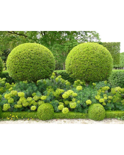 Самшит вічнозелений КУЛЯ на штамбі | Buxus sempervirens ball on shtambe | Самшит вечнозелёный ШАР на штамбе