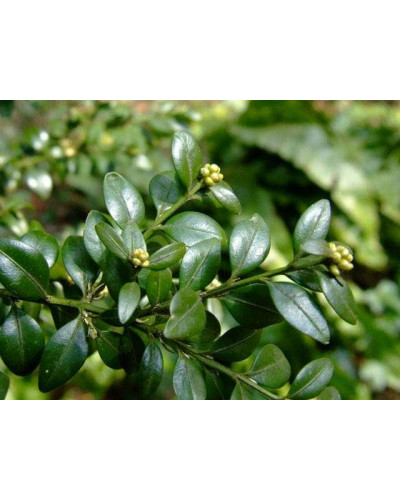 Самшит вічнозелений КУЛЯ на штамбі | Buxus sempervirens ball on shtambe | Самшит вечнозелёный ШАР на штамбе