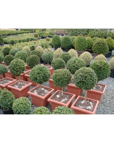 Самшит вічнозелений КУЛЯ на штамбі | Buxus sempervirens ball on shtambe | Самшит вечнозелёный ШАР на штамбе