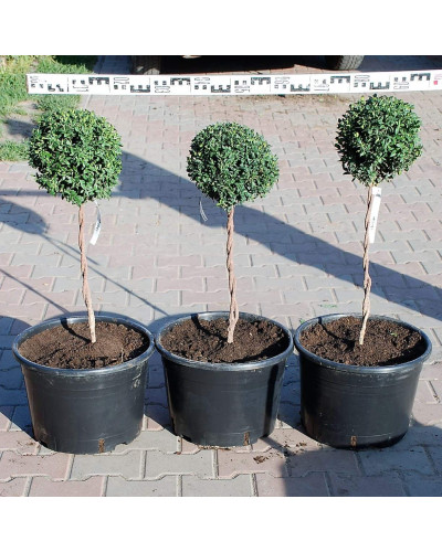 Самшит вічнозелений КУЛЯ на штамбі | Buxus sempervirens ball on shtambe | Самшит вечнозелёный ШАР на штамбе