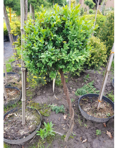 Самшит вічнозелений КУЛЯ на штамбі | Buxus sempervirens ball on shtambe | Самшит вечнозелёный ШАР на штамбе