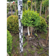 Самшит вічнозелений КУЛЯ на штамбі | Buxus sempervirens ball on shtambe | Самшит вечнозелёный ШАР на штамбе