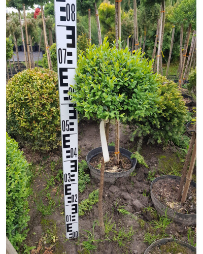 Самшит вічнозелений КУЛЯ на штамбі | Buxus sempervirens ball on shtambe | Самшит вечнозелёный ШАР на штамбе