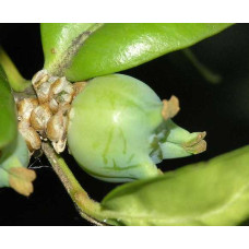 Самшит вічнозелений КУЛЯ на штамбі | Buxus sempervirens ball on shtambe | Самшит вечнозелёный ШАР на штамбе