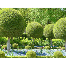 Самшит вічнозелений КУЛЯ на штамбі | Buxus sempervirens ball on shtambe | Самшит вечнозелёный ШАР на штамбе