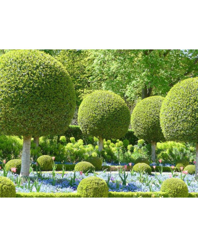 Самшит вічнозелений КУЛЯ на штамбі | Buxus sempervirens ball on shtambe | Самшит вечнозелёный ШАР на штамбе