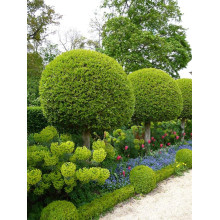 Самшит вічнозелений КУЛЯ на штамбі | Buxus sempervirens ball on shtambe | Самшит вечнозелёный ШАР на штамбе