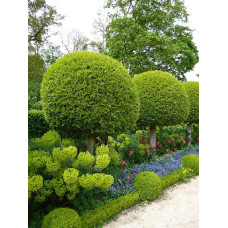 Самшит вічнозелений КУЛЯ на штамбі | Buxus sempervirens ball on shtambe | Самшит вечнозелёный ШАР на штамбе