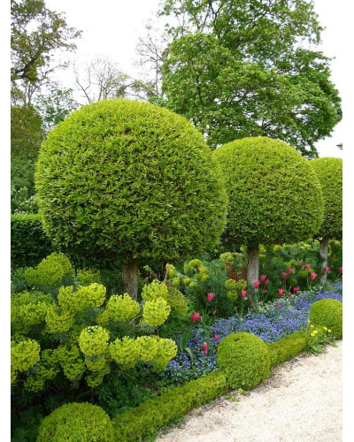 Самшит вічнозелений КУЛЯ на штамбі | Buxus sempervirens ball on shtambe | Самшит вечнозелёный ШАР на штамбе