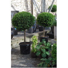 Самшит вічнозелений КУЛЯ на штамбі | Buxus sempervirens ball on shtambe | Самшит вечнозелёный ШАР на штамбе