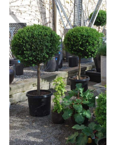 Самшит вічнозелений КУЛЯ на штамбі | Buxus sempervirens ball on shtambe | Самшит вечнозелёный ШАР на штамбе
