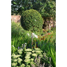 Самшит вічнозелений КУЛЯ на штамбі | Buxus sempervirens ball on shtambe | Самшит вечнозелёный ШАР на штамбе