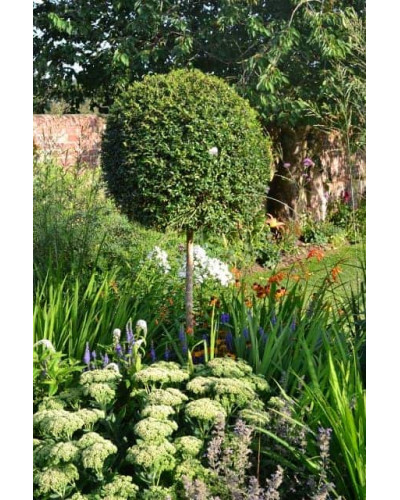 Самшит вічнозелений КУЛЯ на штамбі | Buxus sempervirens ball on shtambe | Самшит вечнозелёный ШАР на штамбе
