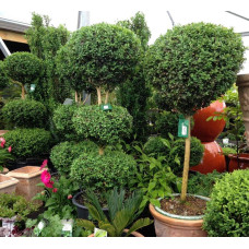 Самшит вічнозелений КУЛЯ на штамбі | Buxus sempervirens ball on shtambe | Самшит вечнозелёный ШАР на штамбе