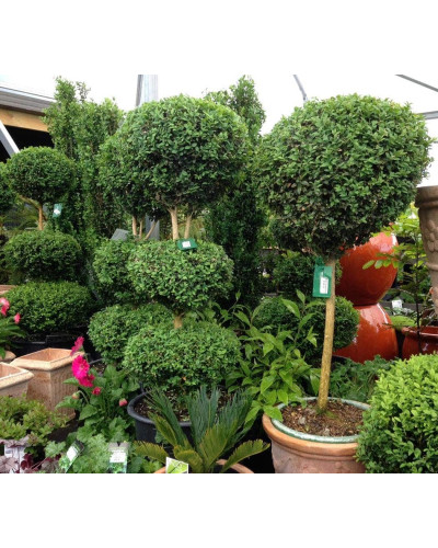 Самшит вічнозелений КУЛЯ на штамбі | Buxus sempervirens ball on shtambe | Самшит вечнозелёный ШАР на штамбе