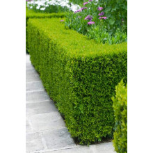 Самшит вічнозелений | Buxus sempervirens | Самшит вечнозелёный