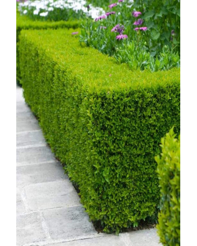 Самшит вічнозелений | Buxus sempervirens | Самшит вечнозелёный