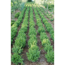 Самшит вічнозелений | Buxus sempervirens | Самшит вечнозелёный