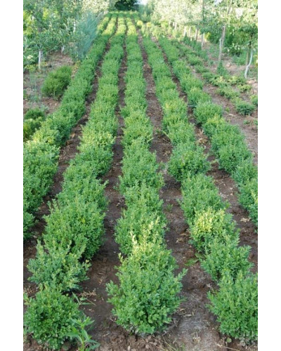 Самшит вічнозелений | Buxus sempervirens | Самшит вечнозелёный