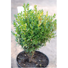 Самшит вічнозелений | Buxus sempervirens | Самшит вечнозелёный
