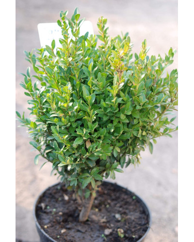 Самшит вічнозелений | Buxus sempervirens | Самшит вечнозелёный