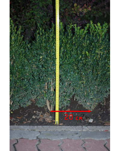 Самшит вічнозелений | Buxus sempervirens | Самшит вечнозелёный
