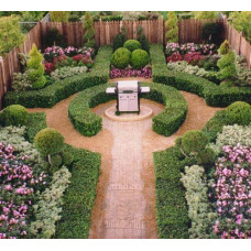 Самшит вічнозелений | Buxus sempervirens | Самшит вечнозелёный
