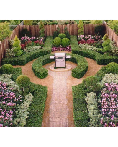 Самшит вічнозелений | Buxus sempervirens | Самшит вечнозелёный
