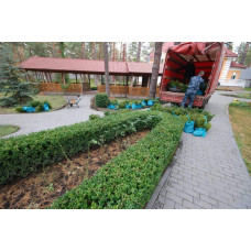 Самшит вічнозелений | Buxus sempervirens | Самшит вечнозелёный
