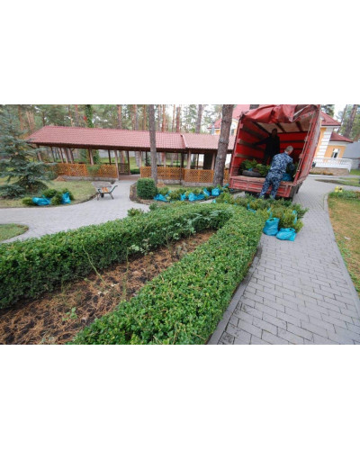 Самшит вічнозелений | Buxus sempervirens | Самшит вечнозелёный