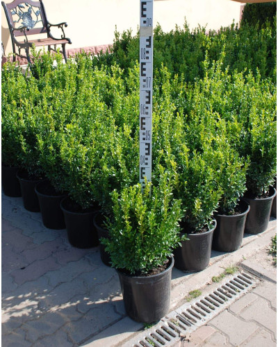 Самшит вічнозелений | Buxus sempervirens | Самшит вечнозелёный