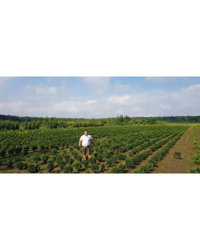 Самшит вічнозелений | Buxus sempervirens | Самшит вечнозелёный