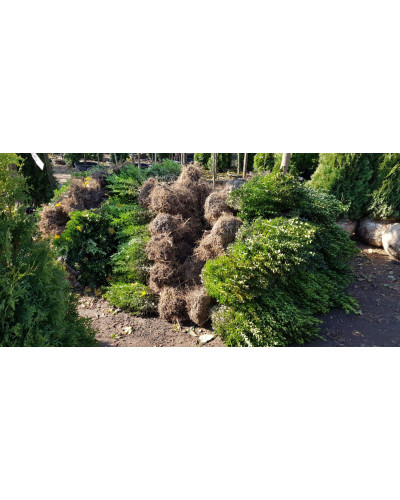 Самшит вічнозелений | Buxus sempervirens | Самшит вечнозелёный