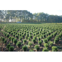 Самшит вічнозелений | Buxus sempervirens | Самшит вечнозелёный