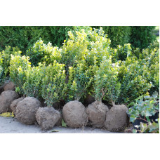 Самшит вічнозелений | Buxus sempervirens | Самшит вечнозелёный
