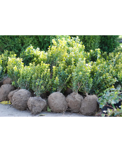Самшит вічнозелений | Buxus sempervirens | Самшит вечнозелёный