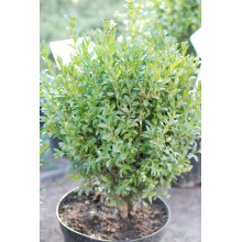 Самшит вічнозелений | Buxus sempervirens | Самшит вечнозелёный