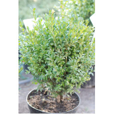 Самшит вічнозелений | Buxus sempervirens | Самшит вечнозелёный
