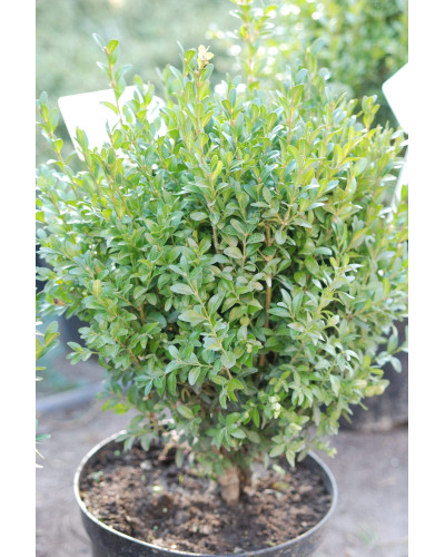Самшит вічнозелений | Buxus sempervirens | Самшит вечнозелёный