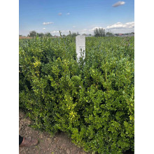 Самшит вічнозелений | Buxus sempervirens | Самшит вечнозелёный