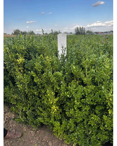 Самшит вічнозелений | Buxus sempervirens | Самшит вечнозелёный