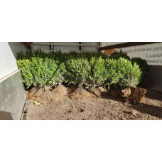 Самшит вічнозелений | Buxus sempervirens | Самшит вечнозелёный