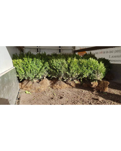 Самшит вічнозелений | Buxus sempervirens | Самшит вечнозелёный