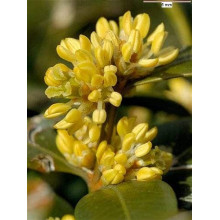 Самшит вічнозелений | Buxus sempervirens | Самшит вечнозелёный