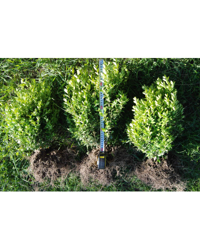 Самшит вічнозелений | Buxus sempervirens | Самшит вечнозелёный