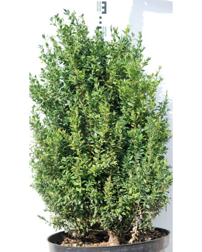 Самшит вічнозелений | Buxus sempervirens | Самшит вечнозелёный