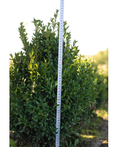 Самшит вічнозелений | Buxus sempervirens | Самшит вечнозелёный